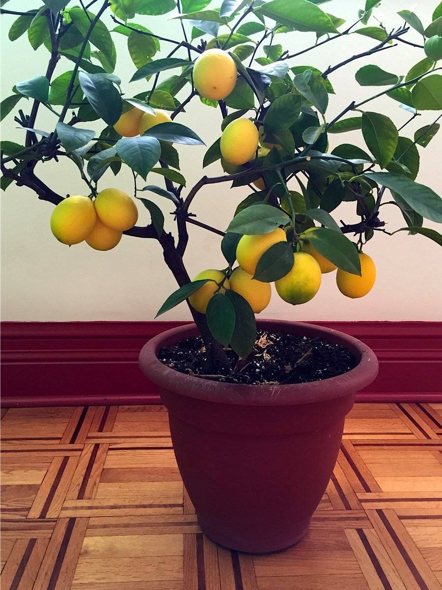 Лимон лунарио: уход в домашних условиях, описание сорта