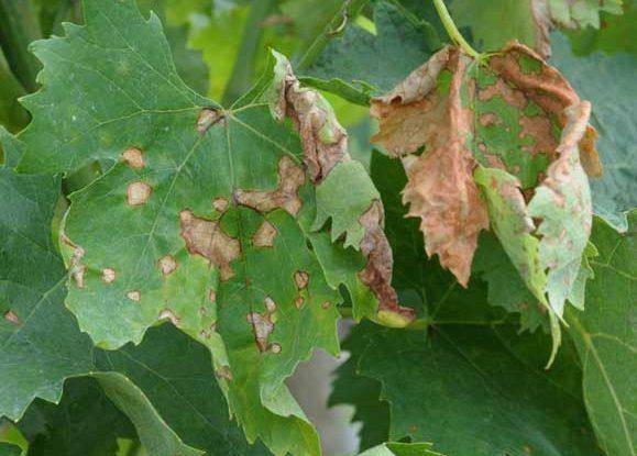 Какие бывают болезни и вредители винограда? | cельхозпортал