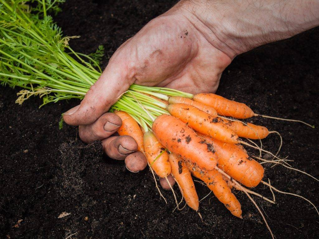 Когда собирать морковь с грядки
