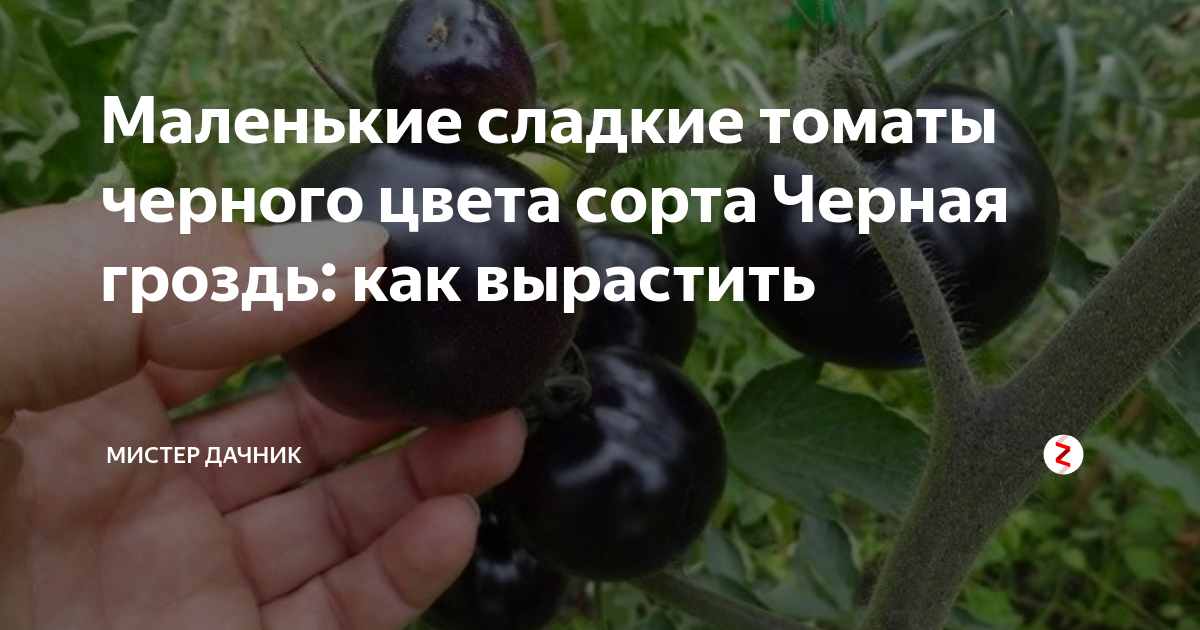 Полезный и вкусный томат бурая гроздь f1 — описание сорта и особенности его выращивания