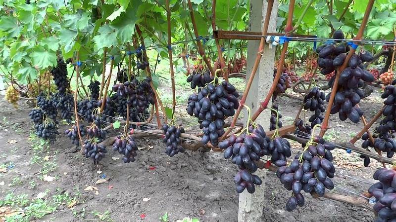 Виноград атос – описание сорта, отзывы и рекомендации по уходу с форума