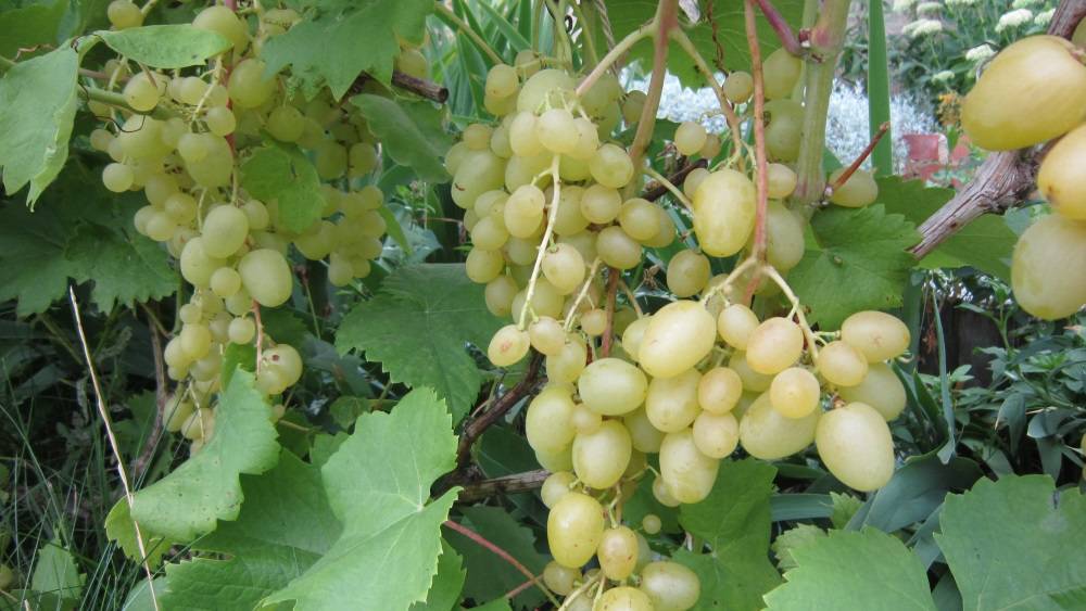 Самый морозостойкий гибрид: виноград «супер экстра»