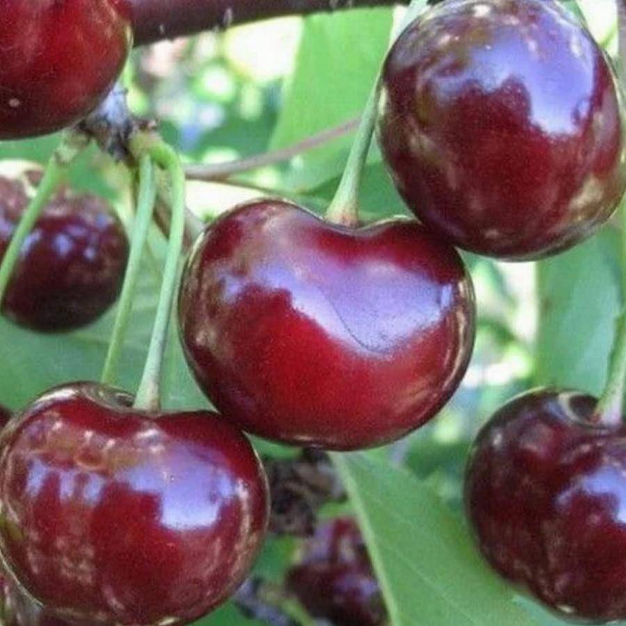 32 лучших сорта вишни | дача cадовода