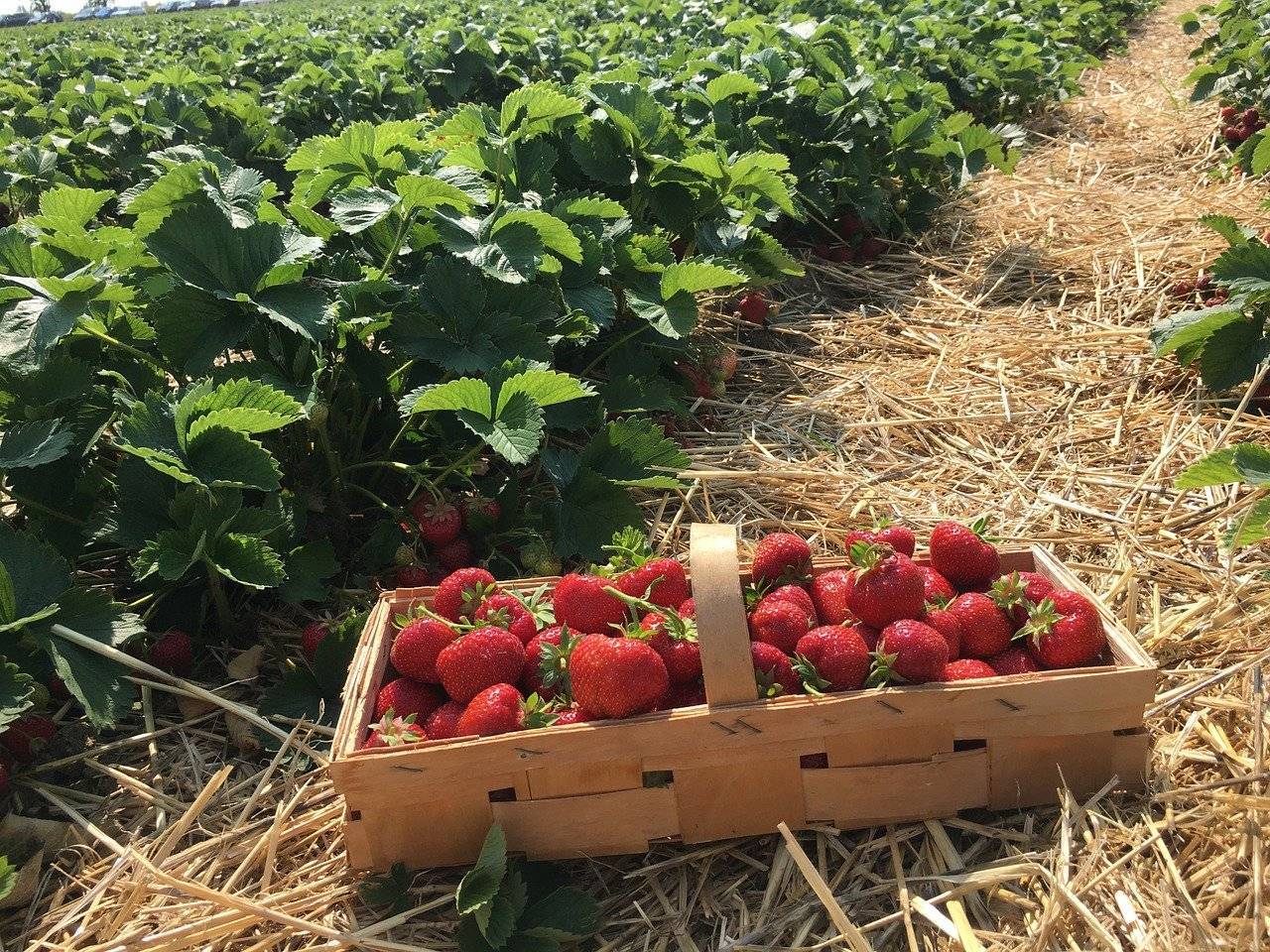 Технология выращивания клубники, посадка, подкормка, уход за ягодой
технология выращивания клубники, посадка, подкормка, уход за ягодой