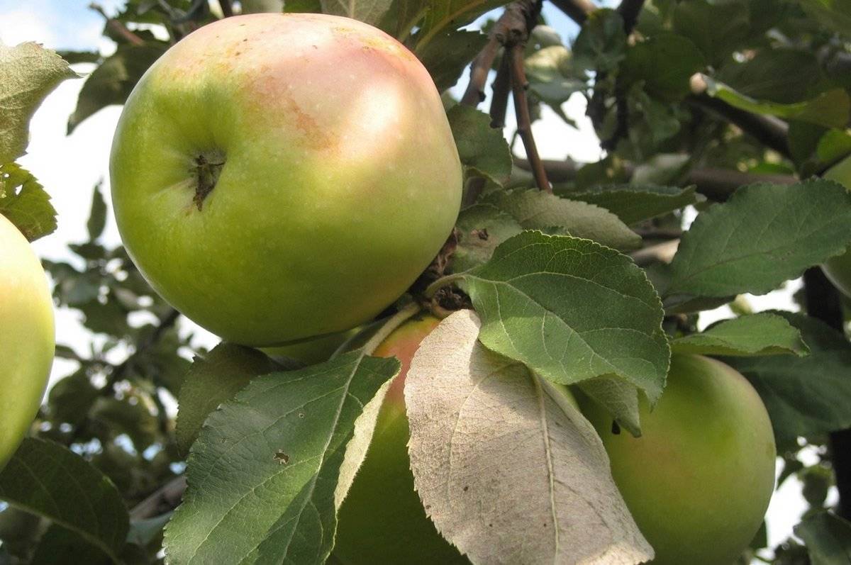 Яблоня славянка — описание сорта, фото, отзывы