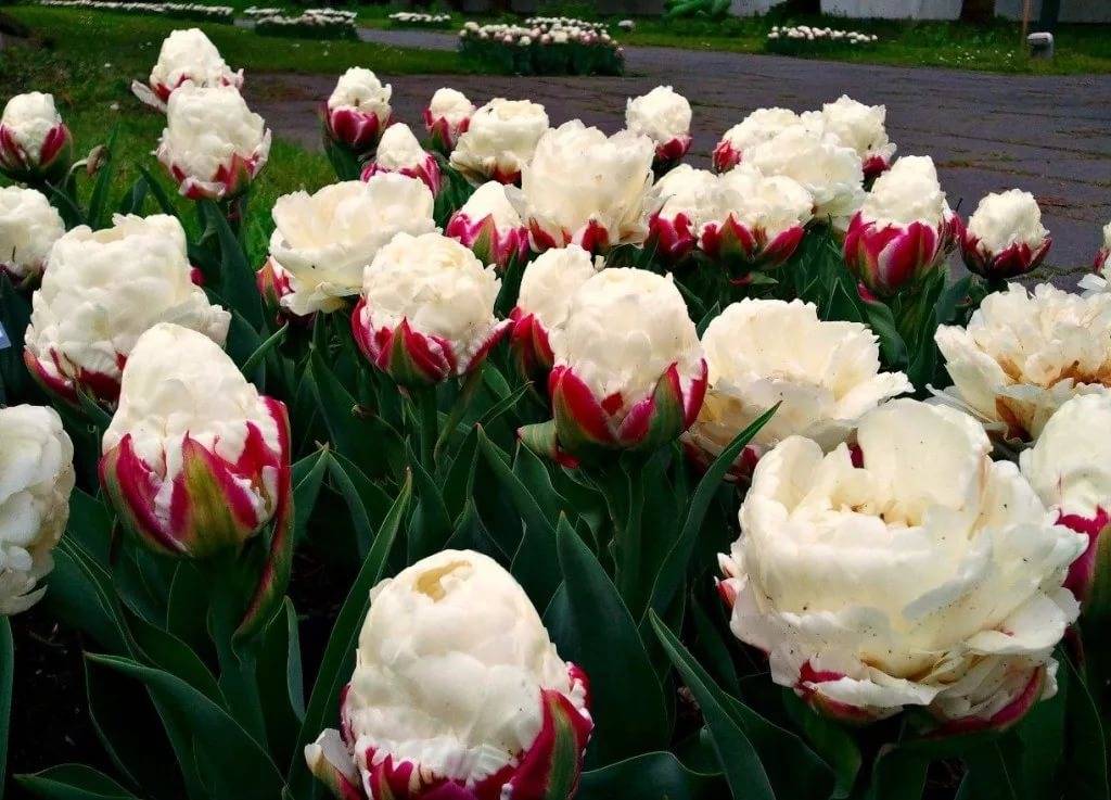Август - самое время выбирать, какие сорта тюльпанов у вас будут цвести весной