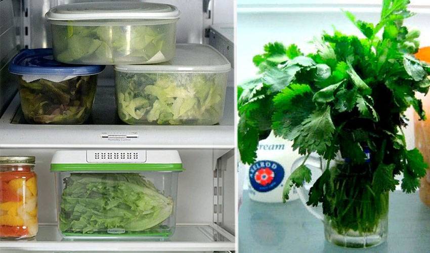Способы сохранения базилика в домашних условиях на зиму с помощью холодильника