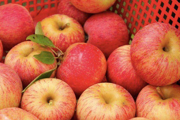 Яблоня гала: описание сорта, особенности выращивания