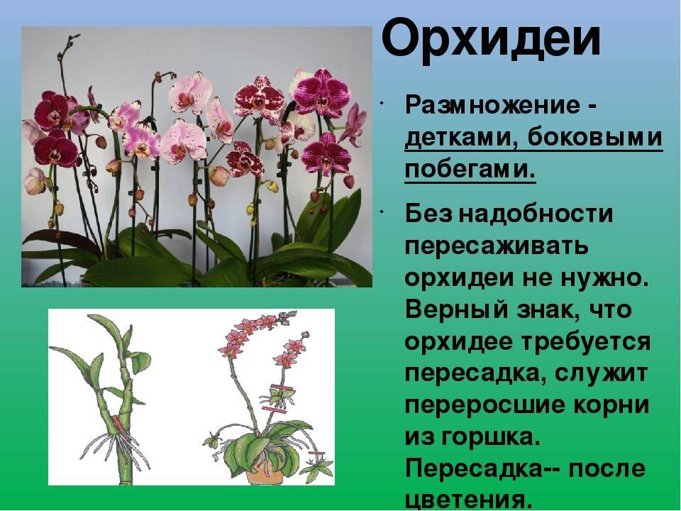 Когда можно пересадить орхидею в домашних условиях: пошаговая инструкция и особенности выбора горшка