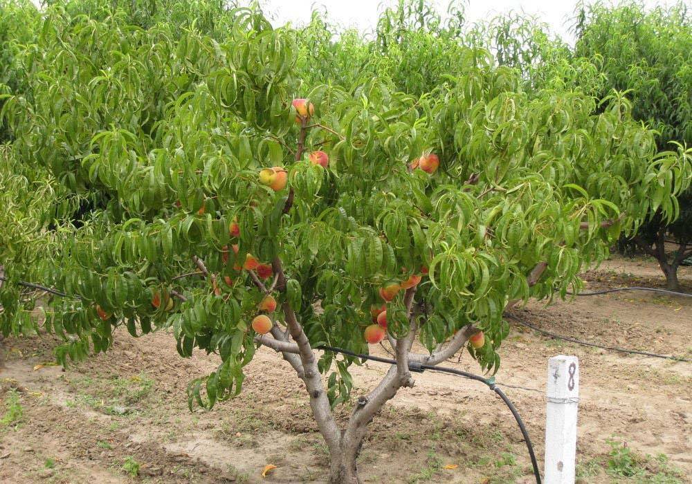 Посадка персикового дерева: когда лучше всего садить, схема посадки, соседство с другими деревьями, уход за персиками