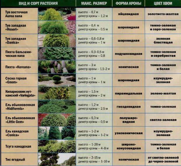 Виды газонов – классификация, описание, рекомендации по уходу