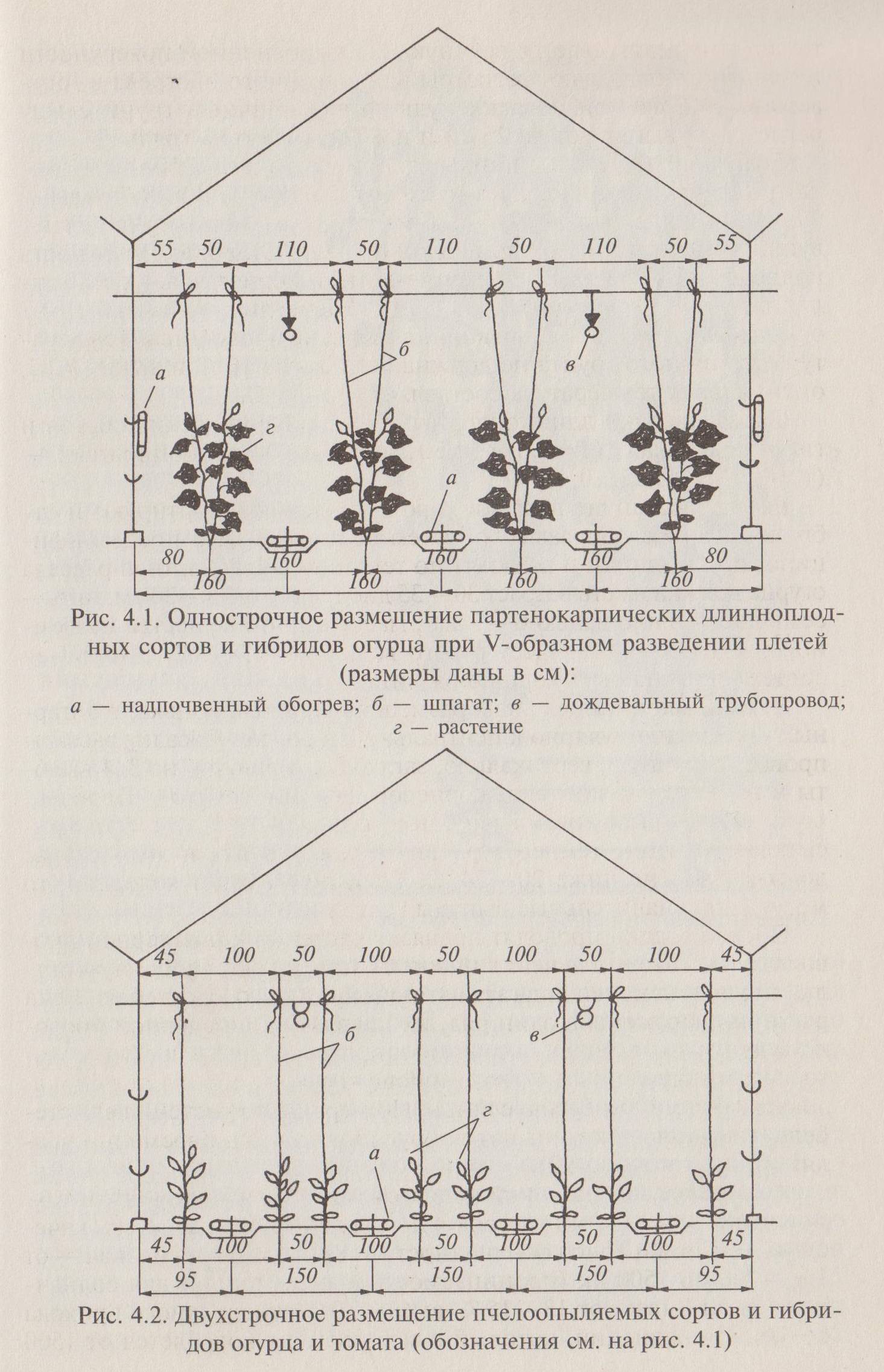 Посадка огурцов в теплице рассадой и семенами: схема, уход, фото