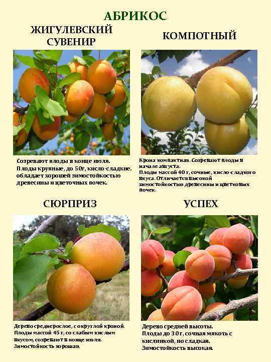Описание и выращивание абрикоса сорта Жигулевский сувенир