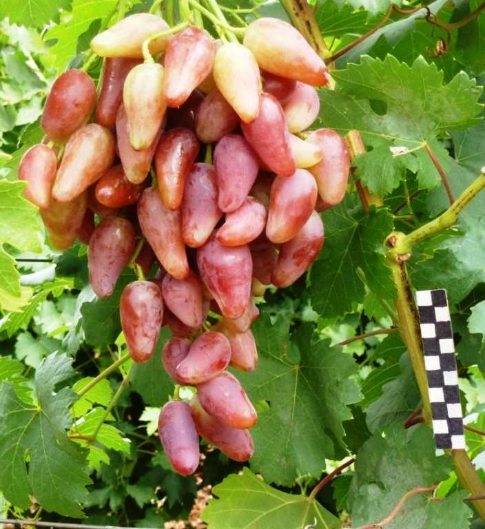✅ о винограде дубовский розовый: описание и характеристики сорта, посадка и уход