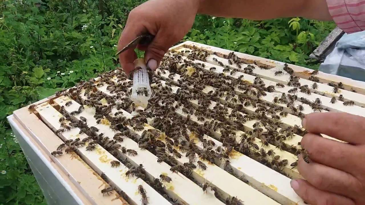 Как правильно сделать отводок пчел самым простым способом