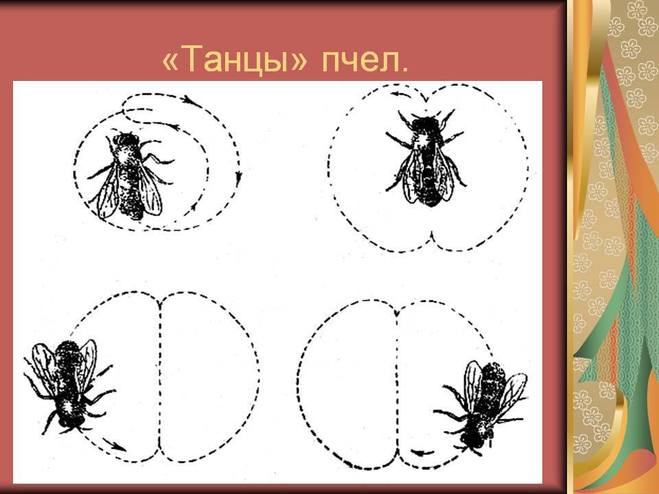 Пчелиный язык. особенности танца пчел и его значение. восприятие танца пчелой