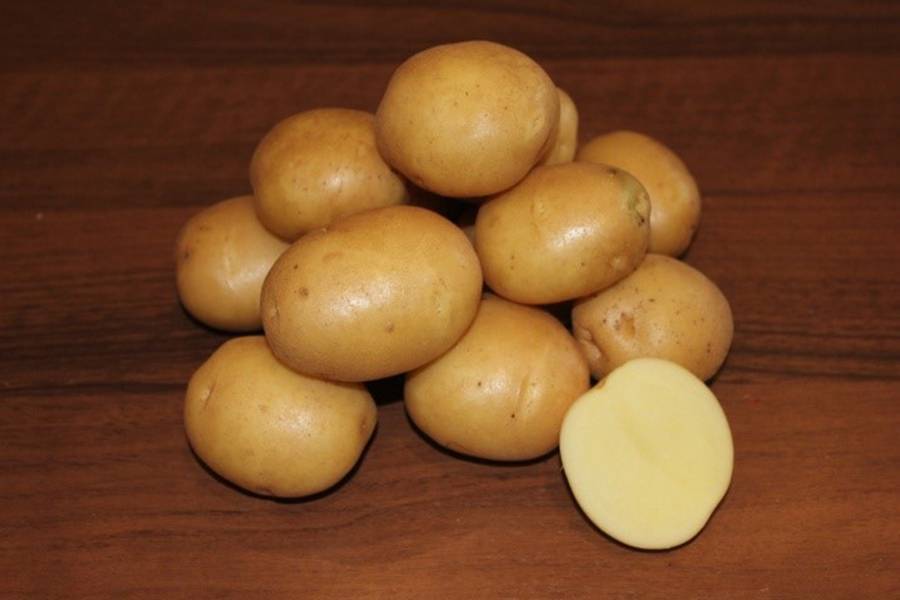 Картофель гулливер описание и характеристика сорта выращивание и уход отзывы