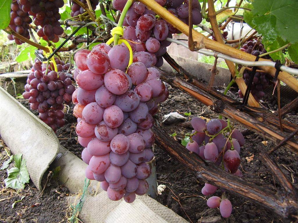 "винный" виноград: особенности выращивания, популярные сорта | садоводство и огородничество