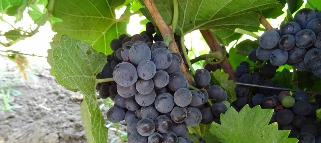 Пино нуар (pinot noir) - описание сорта винограда, вино