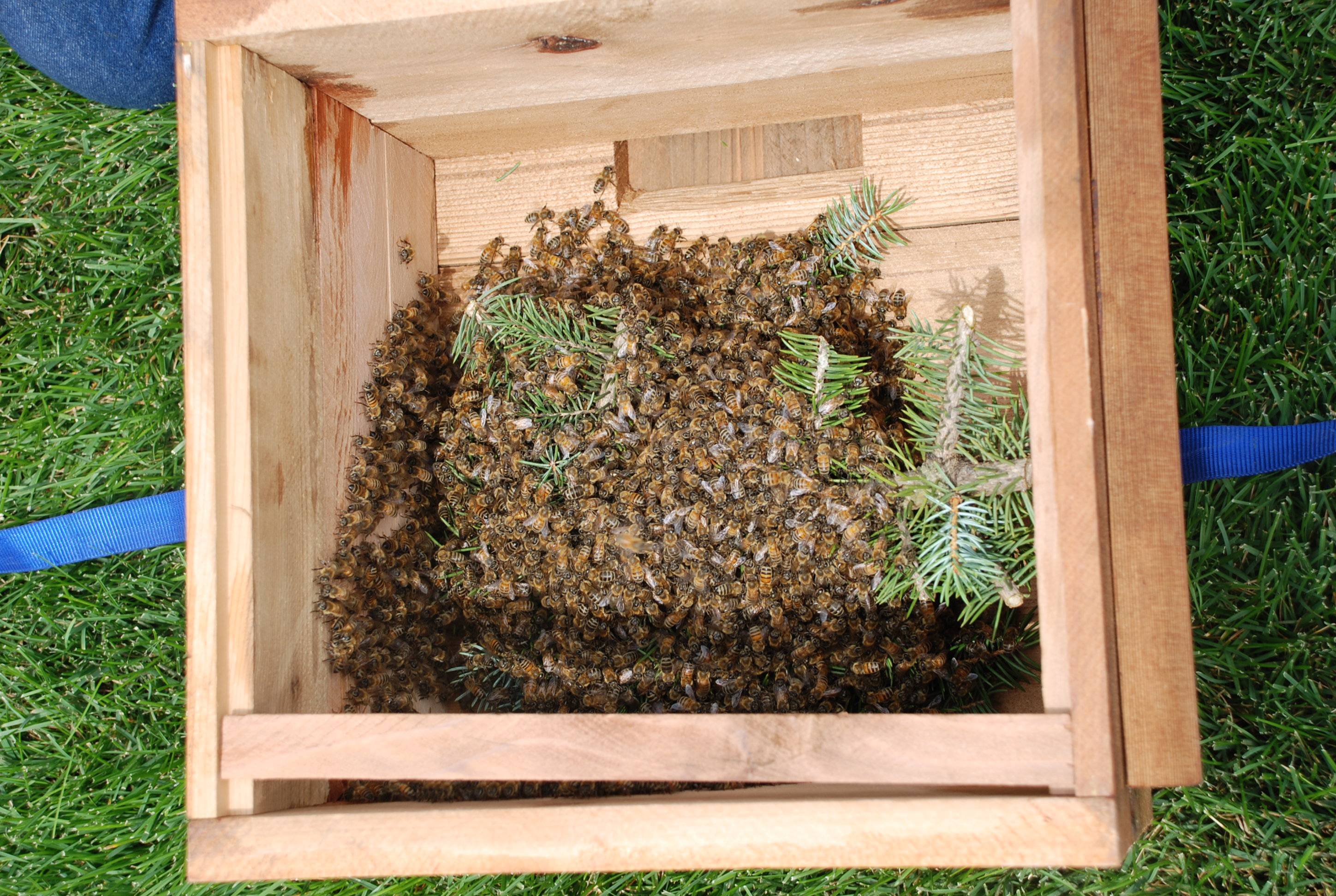 Пчелиный рой: как поймать новичку, приманки, ловушки для ловли роя