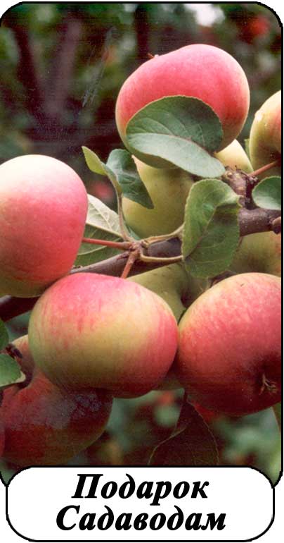 Описание яблони сорта подарок садоводам и тонкости выращивания