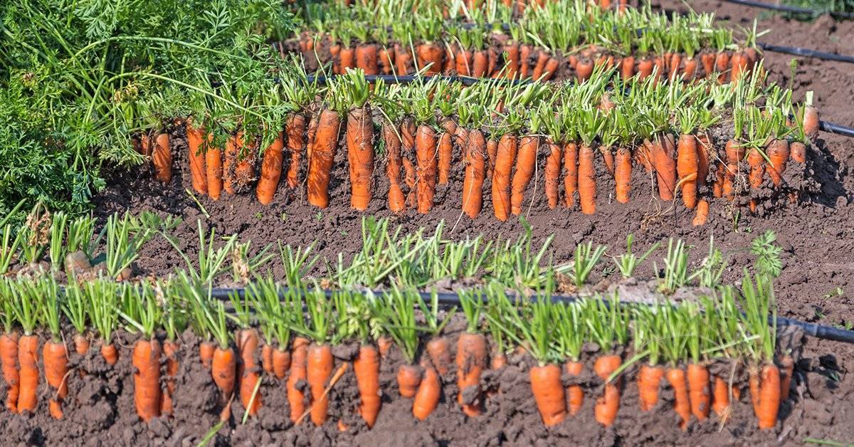 Выращивание моркови в открытом грунте: пошаговая агротехника посадки, уборки и ухода, секреты подкормок, а также как возделать крупный овощ на даче, когда проредить?
