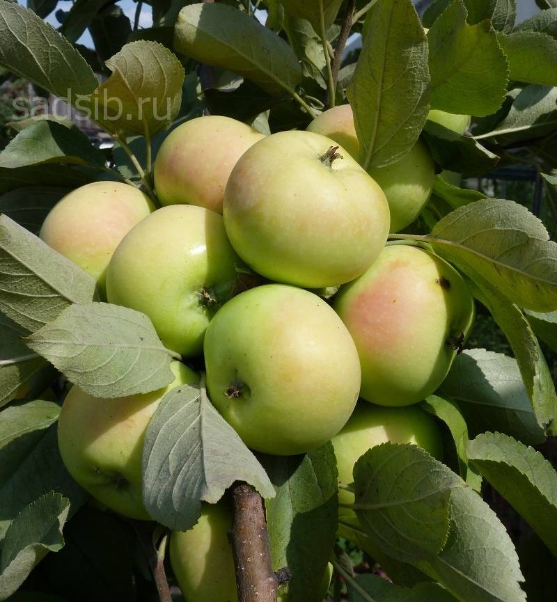 Нужен обильный урожай с минимумом усилий? присмотритесь к сорту яблонь краса свердловска