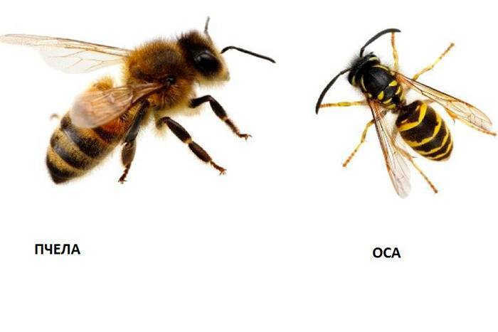 Чем отличается оса от пчелы – руководство по идентификации, фото и внешние признаки