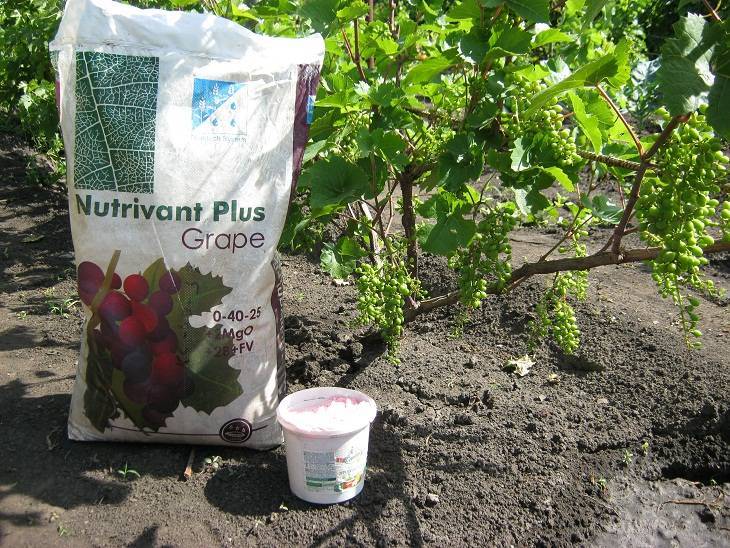 Чем в июле подкормить виноград: лучшие средства для увеличения урожая
