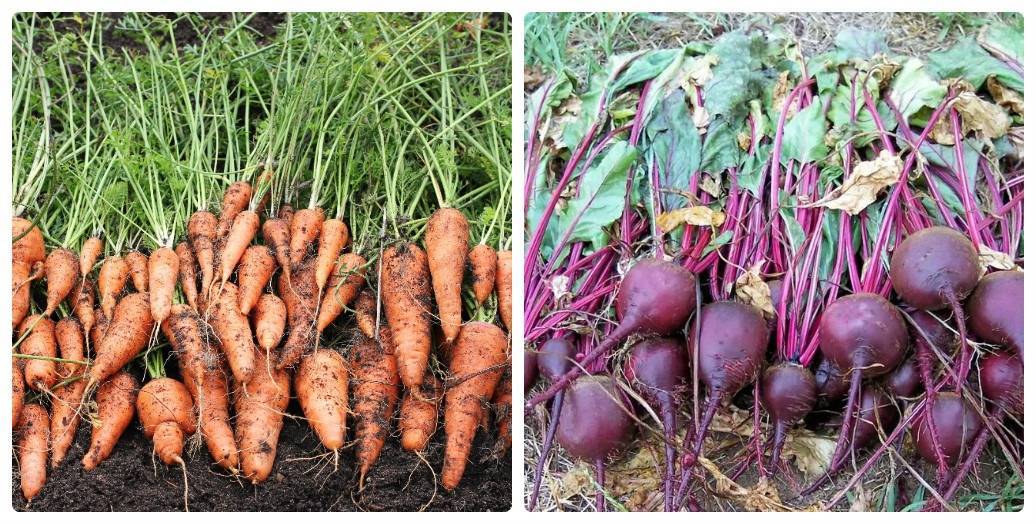 Морковь: когда убирать с грядки на хранение на зиму, по лунному календарю 2021 года, сроки
