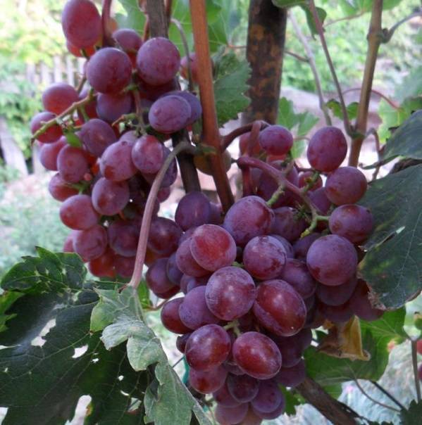 Виноград виктория: описание сорта, фото, отзывы, выращивание