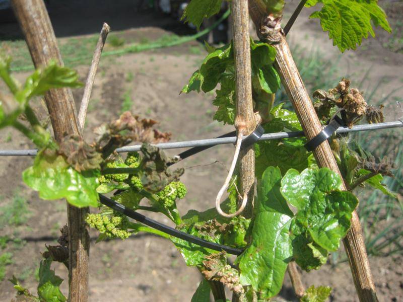 Почему плохо растет виноград, не растет после посадки на постоянное место
