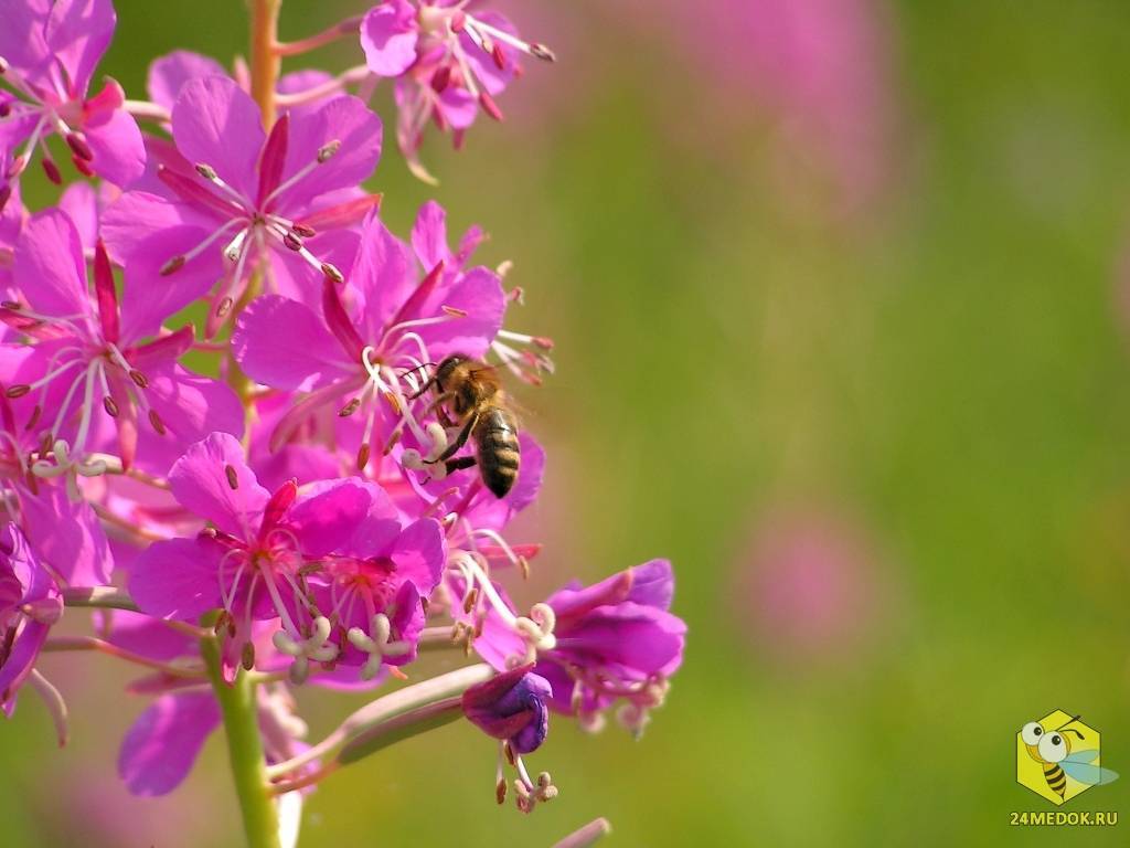 Медоносные растения: об интересном и полезном пчеловодстве