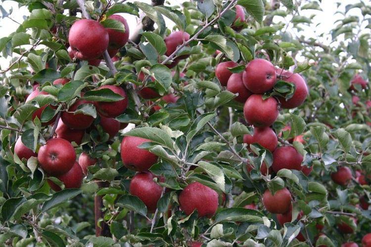 Ред джонапринц яблоня описание - ваш садовод