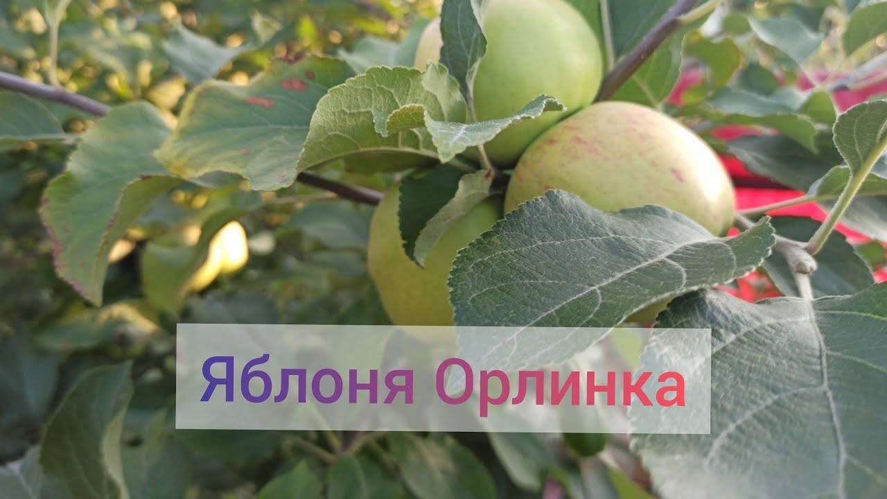 Яблоня орлинка: фото и описание сорта, отзывы