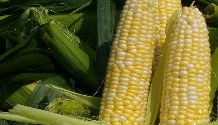 Где растет кукуруза: в каких регионах и странах она произрастает лучше всего