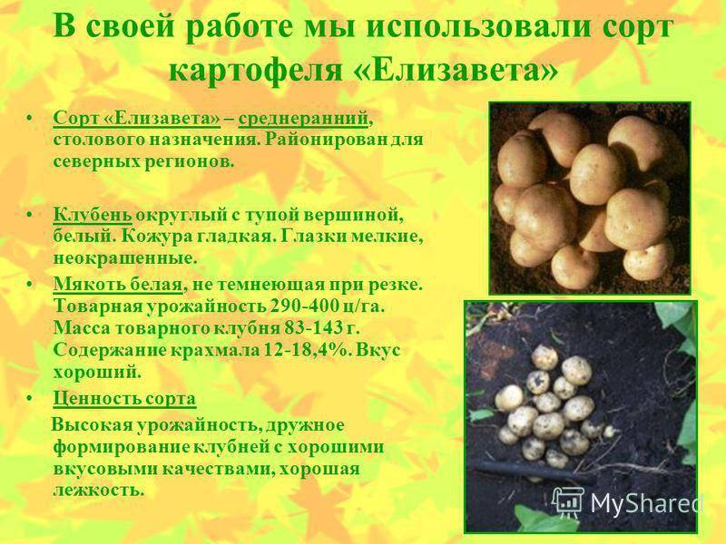 ᐉ сорт картофеля «удача» – описание и фото - roza-zanoza.ru