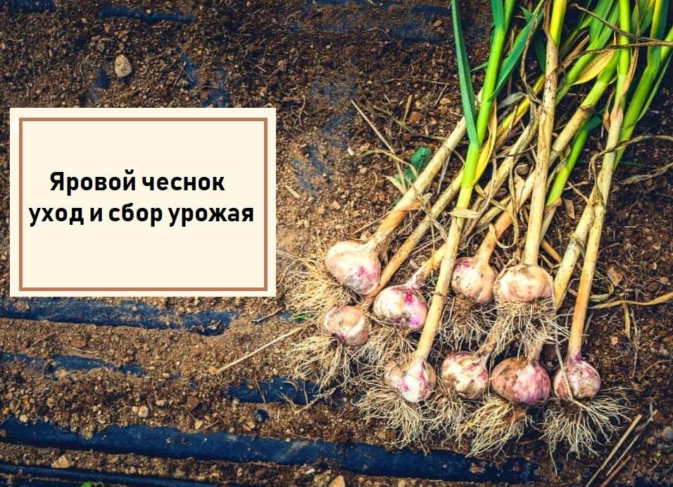 Когда нужно копать чеснок в Курске и других регионах России, признаки зрелости