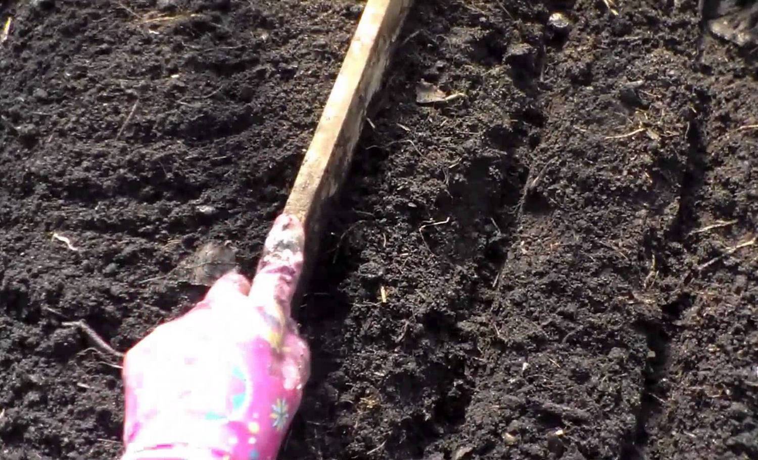 Посев петрушки под зиму: когда и как правильно сажать осенью, сроки и уход