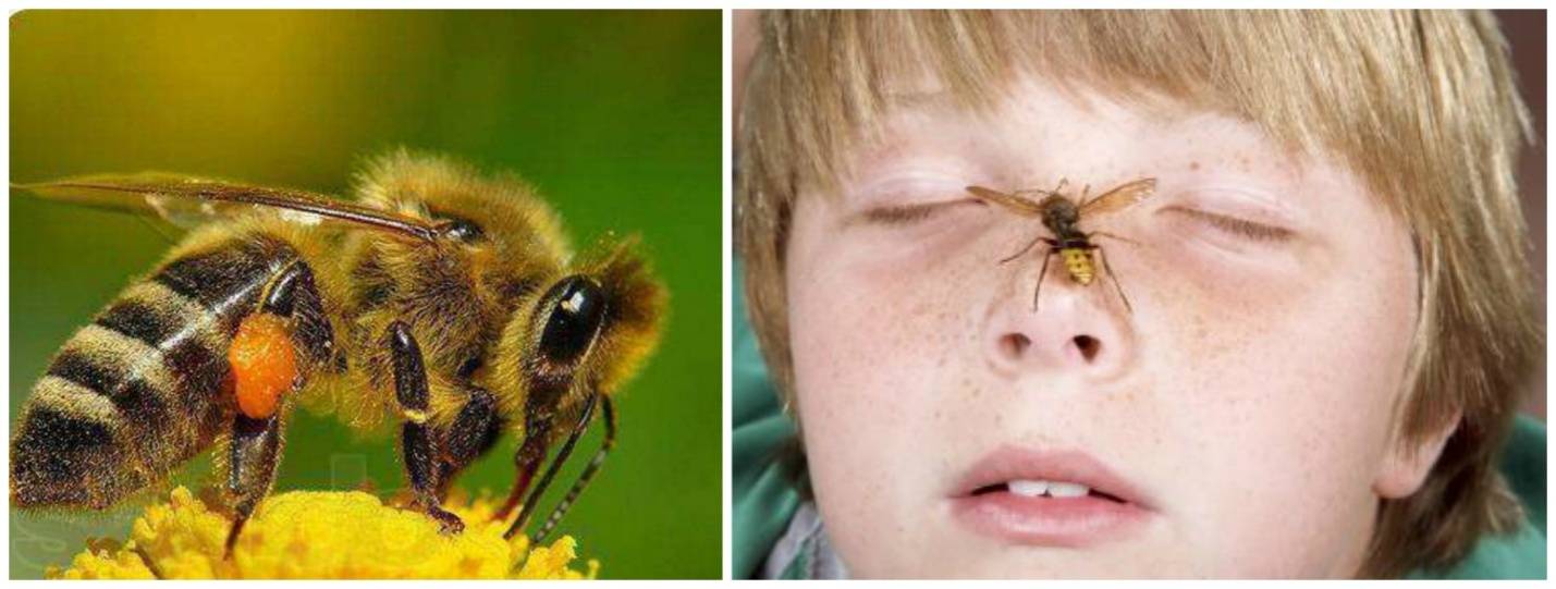 Отличия пчелы от осы