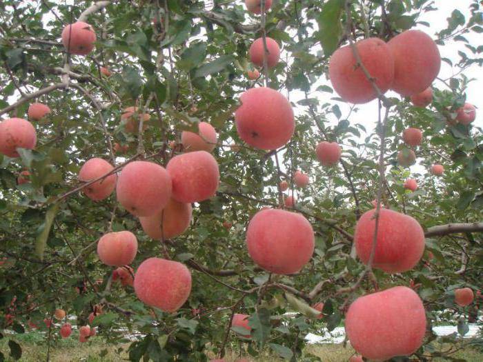Яблоня свежесть описание сорта опылители