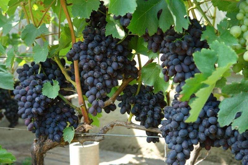 Виноград: описание 20 сортов для выращивания в умеренном климатическом поясе, особенности ухода и размножения в домашних условиях (фото & видео) +отзывы