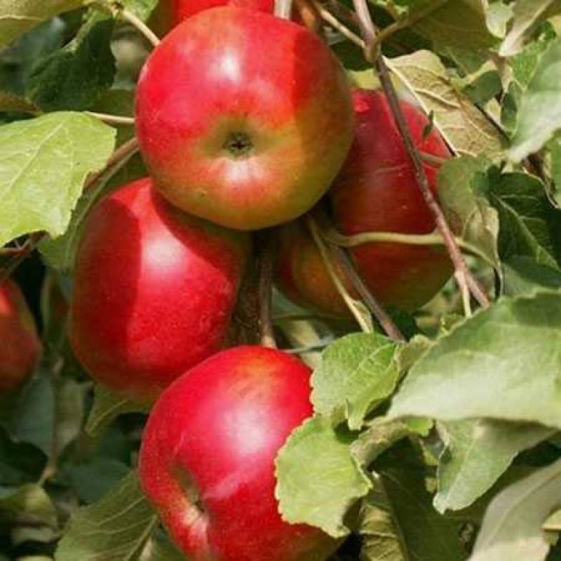 Характеристика колоновидной яблони останкино