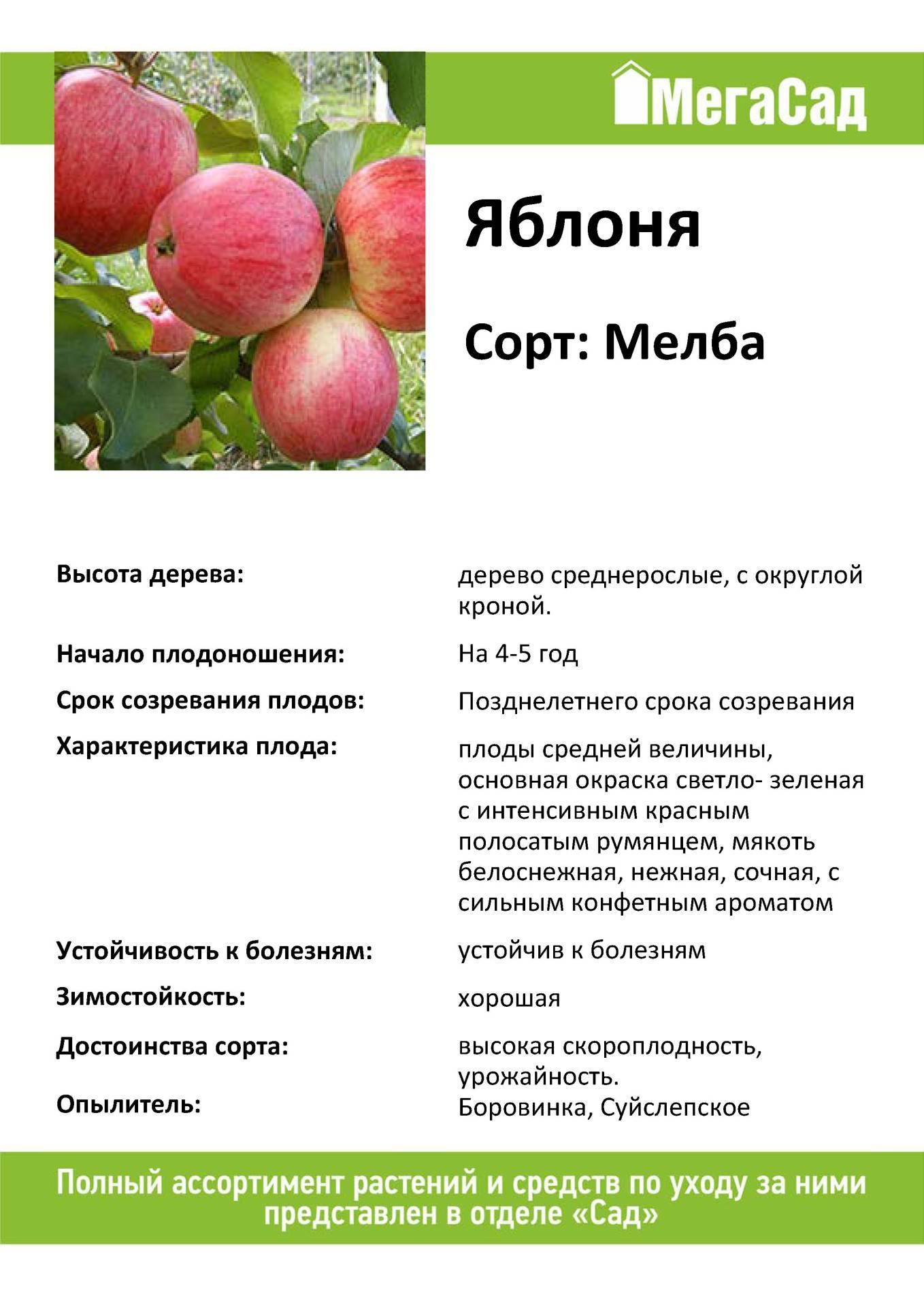 Сорт яблони мельба: его сильные и слабые стороны selo.guru — интернет портал о сельском хозяйстве