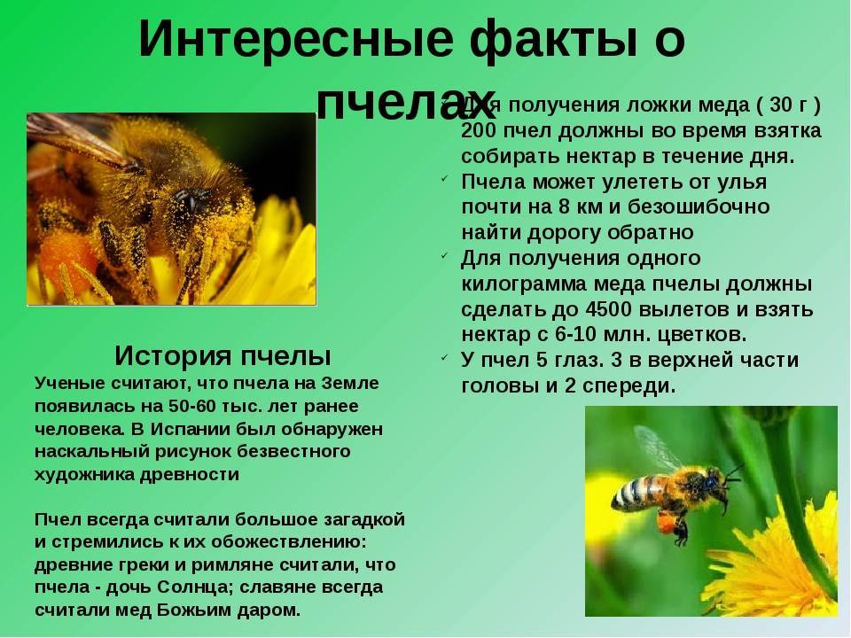 Земляные пчелы: все их виды, как с ними бороться (фото)