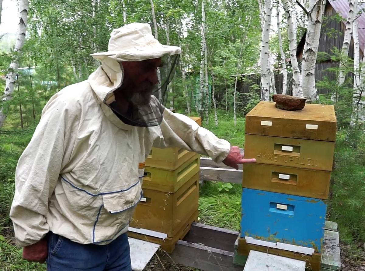 Колодное содержание пчел, колодное пчеловодство как новый взгляд