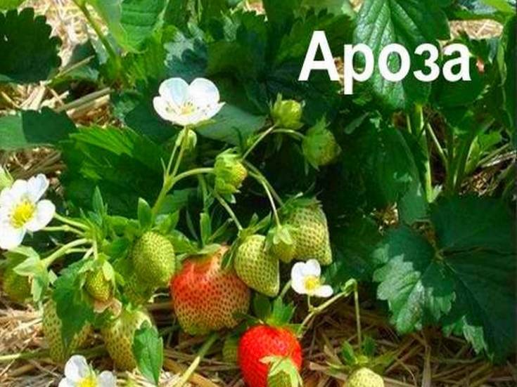 Клубника ароза: фото, отзывы садоводов, особенности выращивания