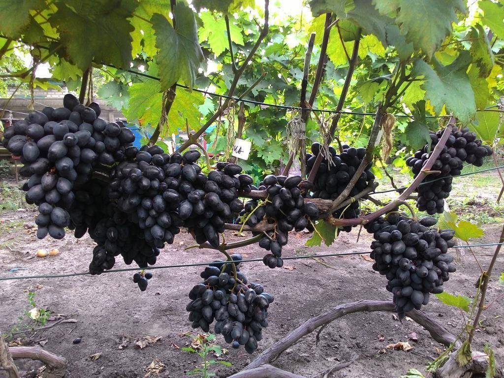 Сорт винограда "ромбик" описание особенностей, достоинства и недостатки, агротехника и отзывы с фото гроздей