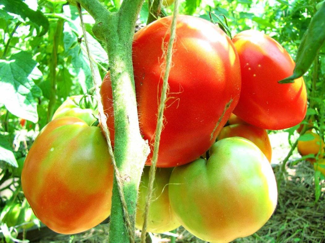 Описание томата Казахстанский желтый и агротехника культивирования