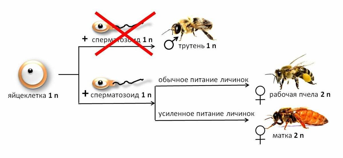 Размножение пчел: искусственные и естественные методы